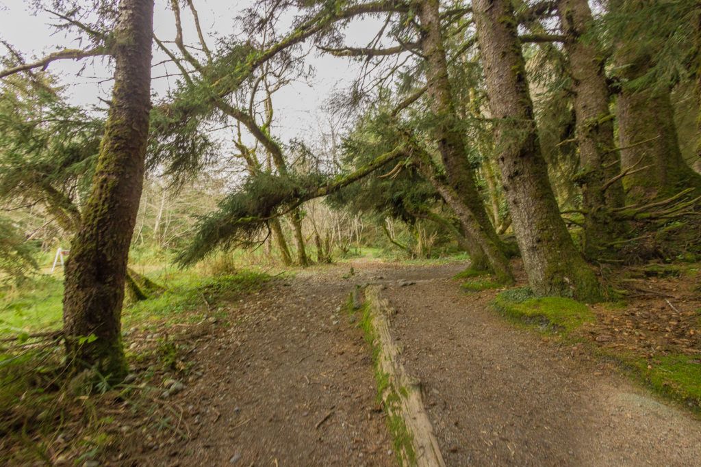 fern-canyon-inside-prairie-creek-redwoods-state-park-020