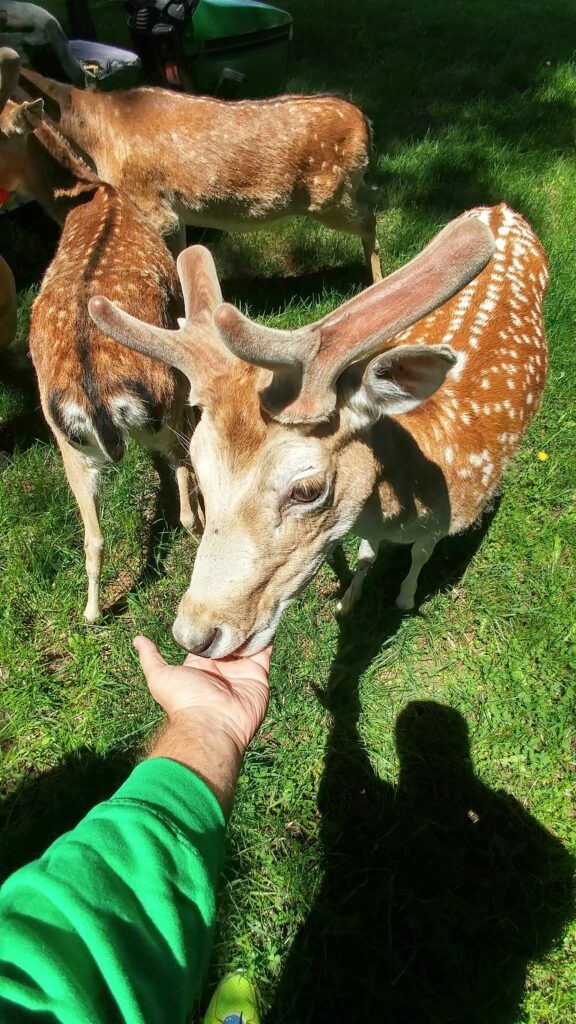 Black Pine Deer Farm