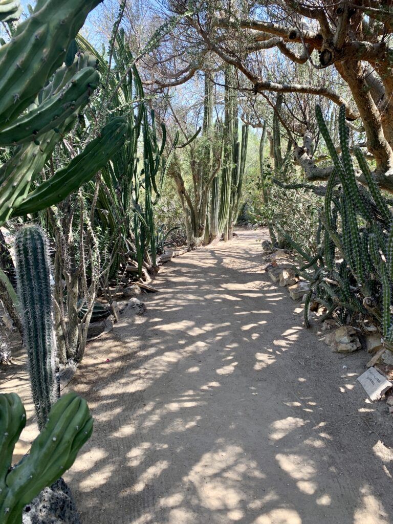 moorten-botanical-garden-004