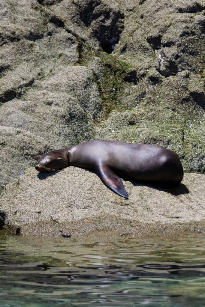 bird-island-isla-san-jorge-032