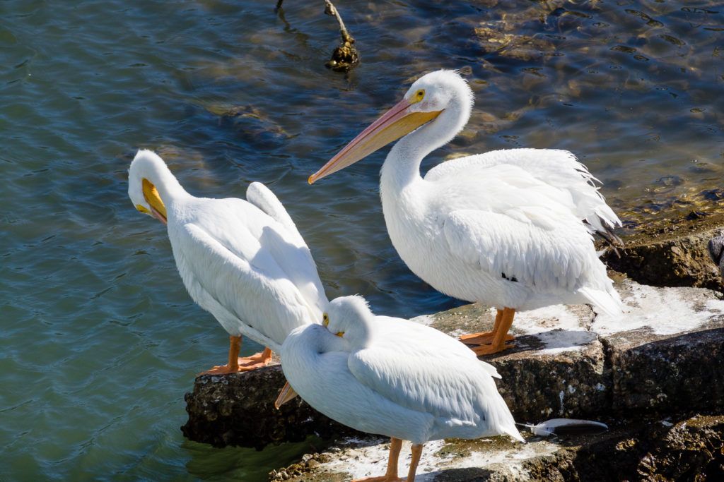 east-end-lagoon-nature-preserve-galveston-023