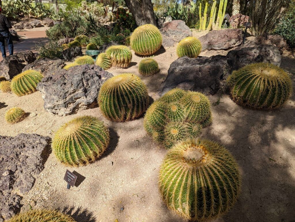 ethel-m-botanical-cactus-garden-001