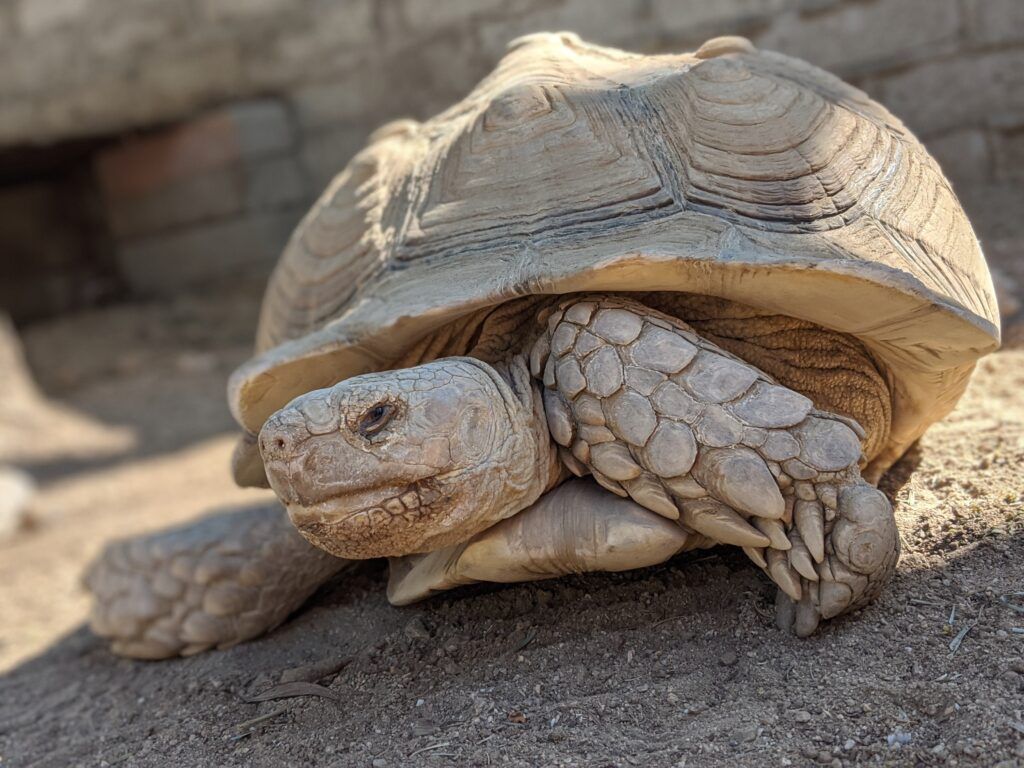 moorten-botanical-garden-003