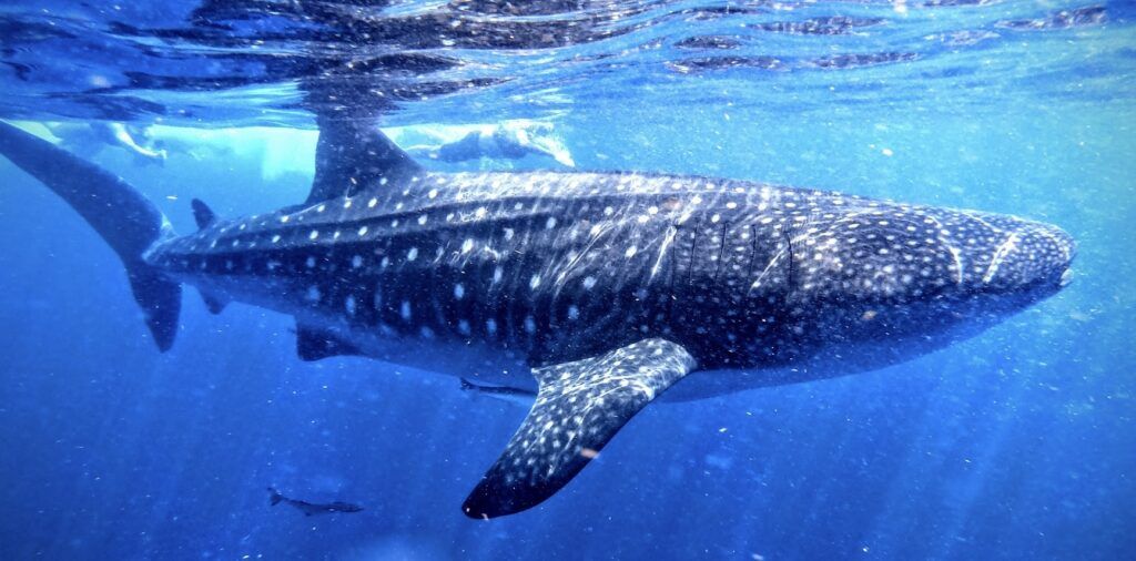 cancun-whale-shark-tours-003