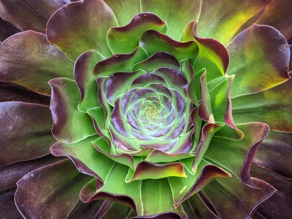 san-diego-botanic-garden-004