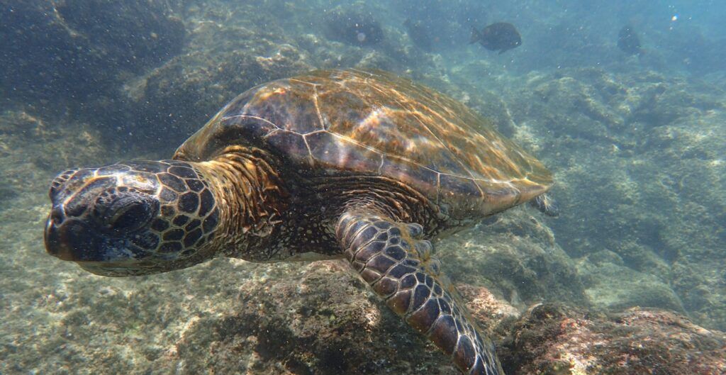 kikaua-point-park-003