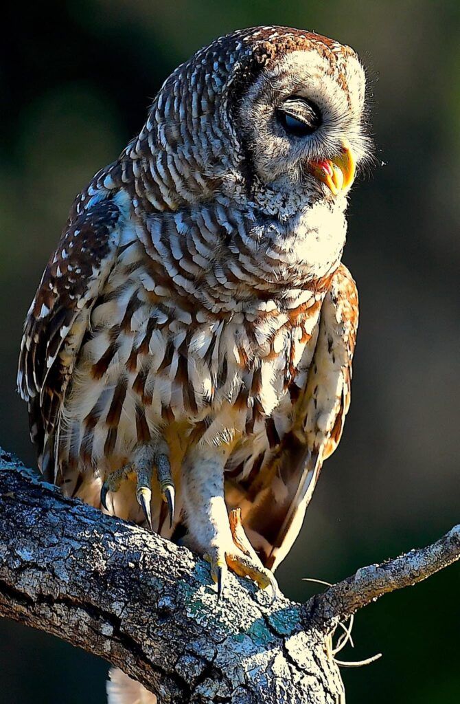 Treasure Coast Wildlife Center