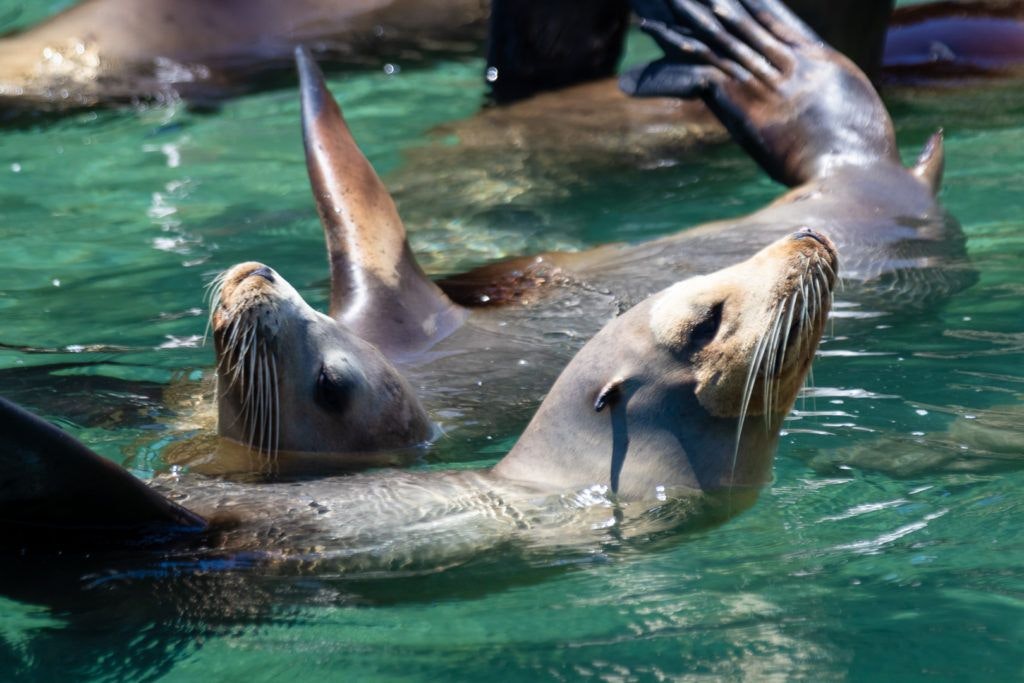 bird-island-isla-san-jorge-002