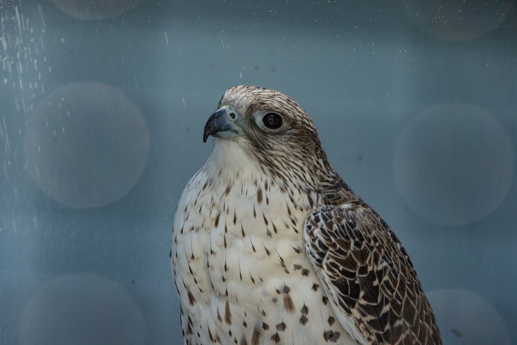 sunriver-nature-center-and-oregon-observatory-029