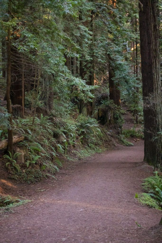 arcata-community-forest-012