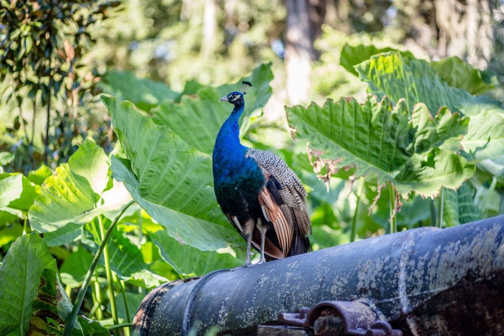 fountain-of-youth-archaeological-park-016