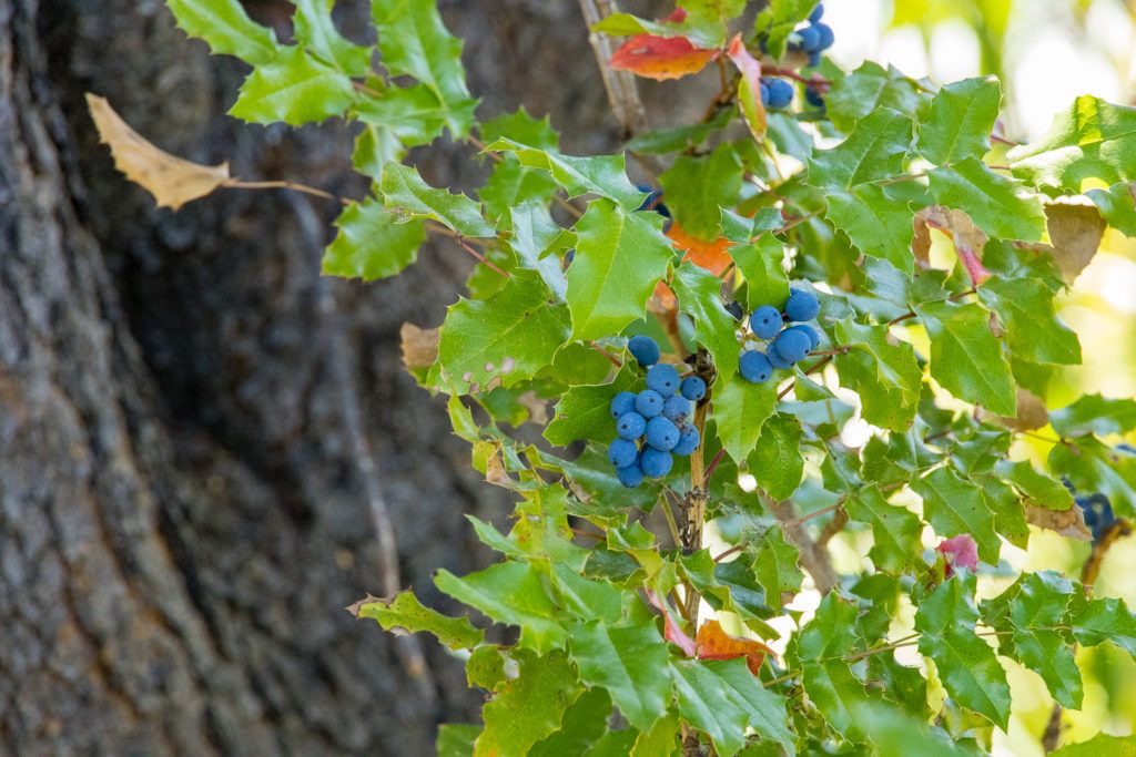 sunriver-nature-center-and-oregon-observatory-032
