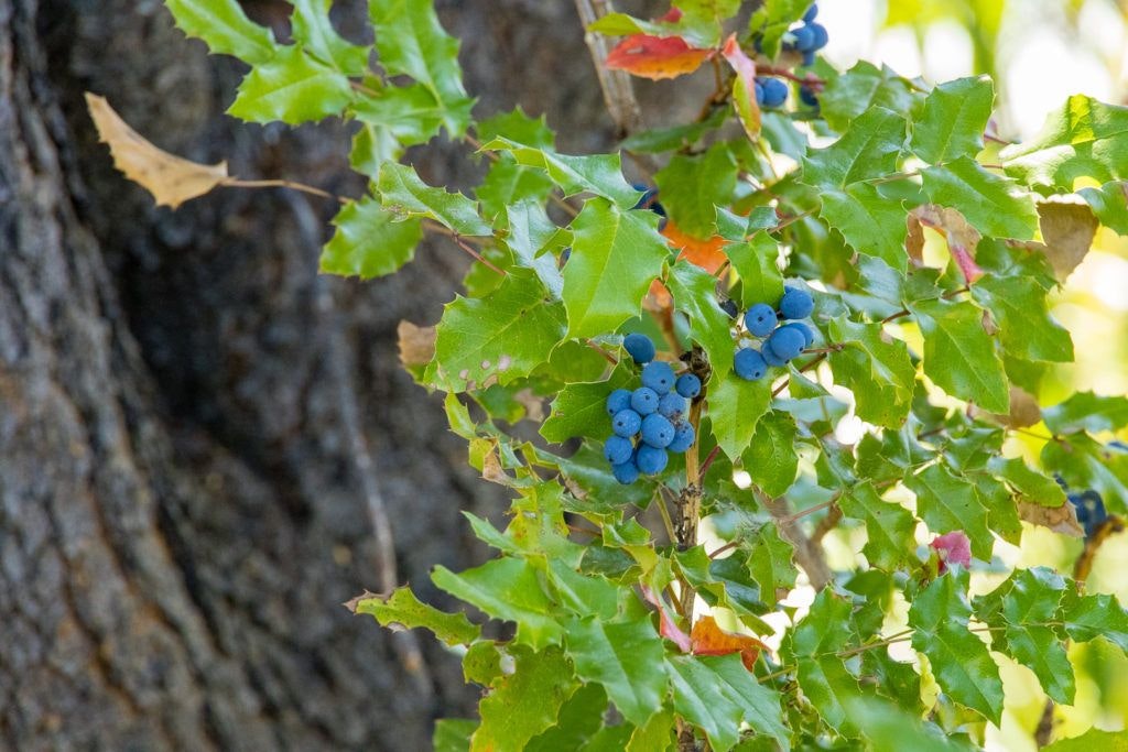 sunriver-nature-center-and-oregon-observatory-032