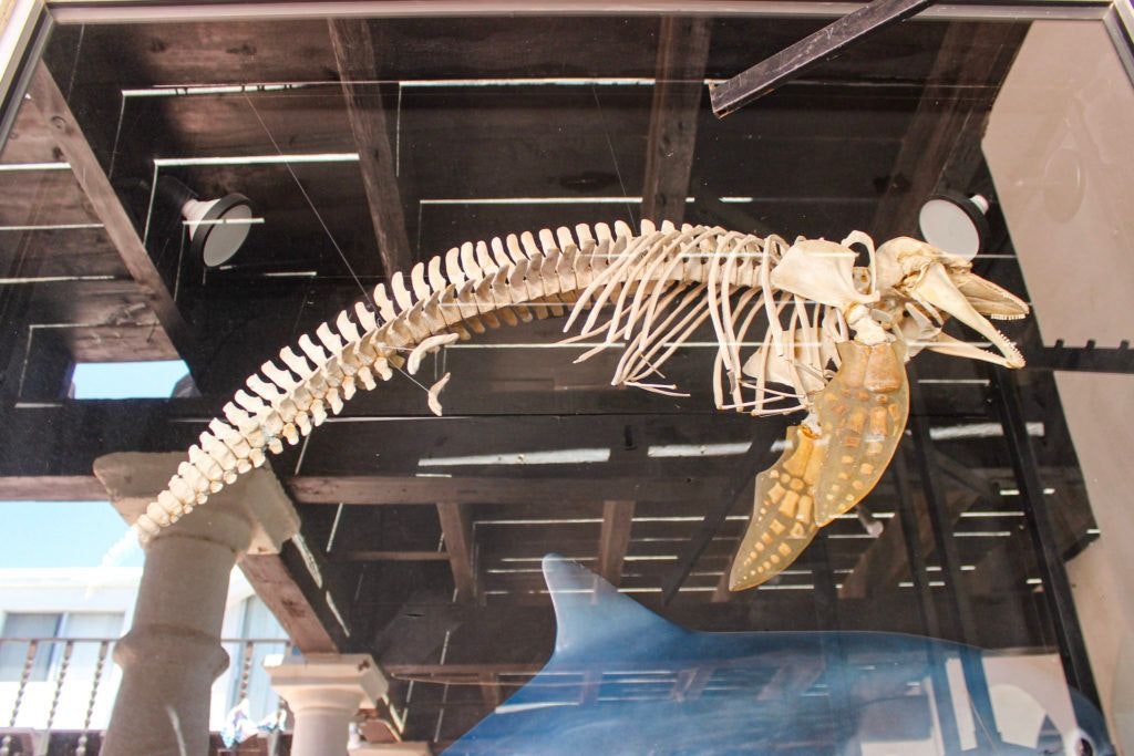 cedo-intercultural-center-for-the-study-of-deserts-and-oceans-016