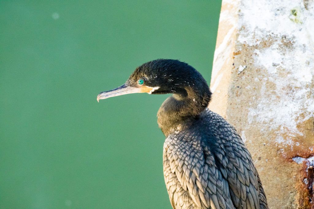 east-end-lagoon-nature-preserve-galveston-019