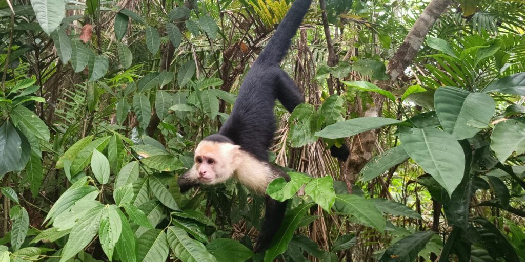 parque-nacional-manuel-antonio-003