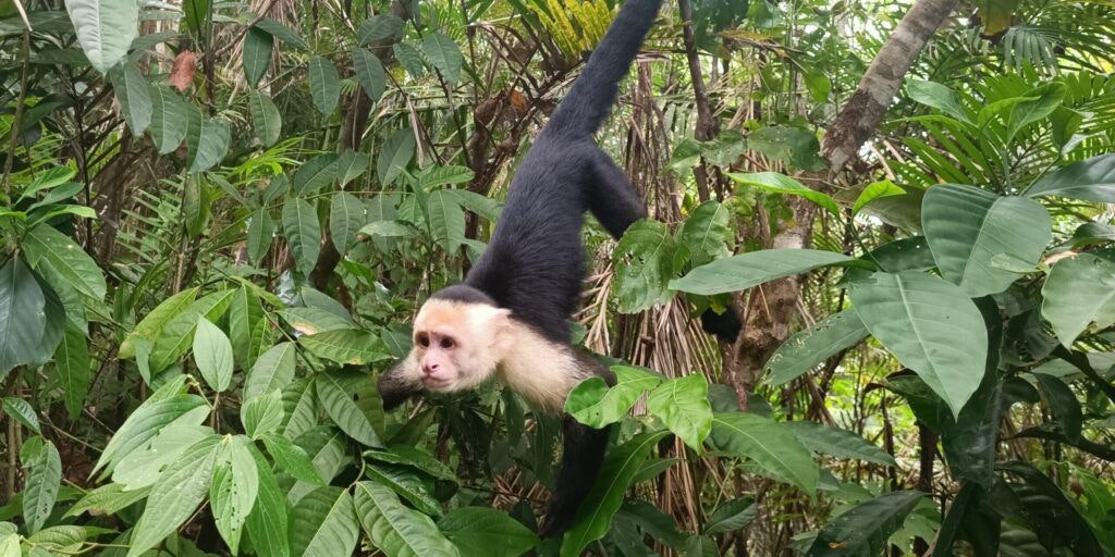 parque-nacional-manuel-antonio-003