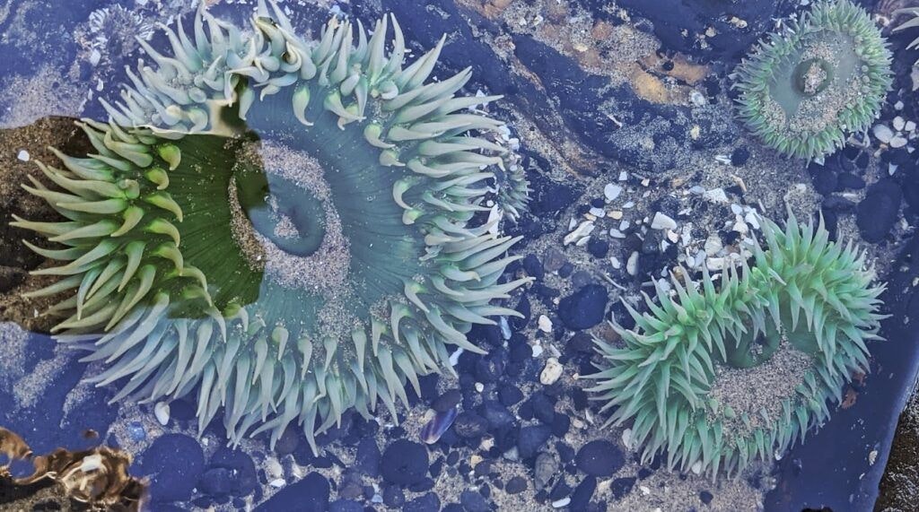 haystack-rock-oregon-003