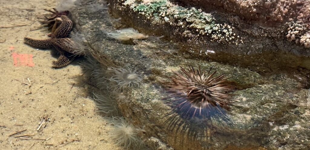 museum-of-coastal-carolina-003