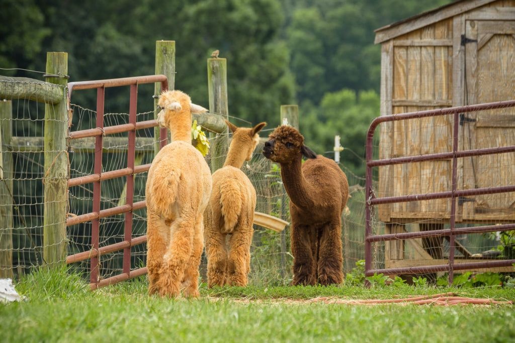 smith-mountain-lake-farm-alpacas-010