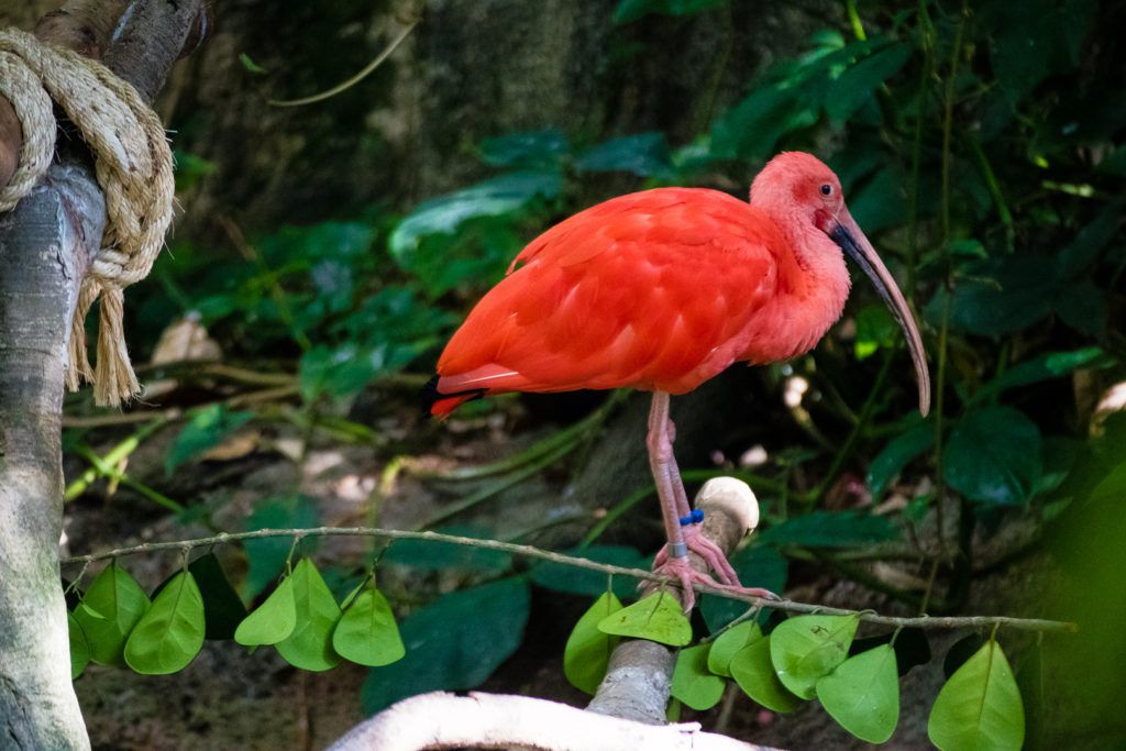 moody-gardens-pyramids-014