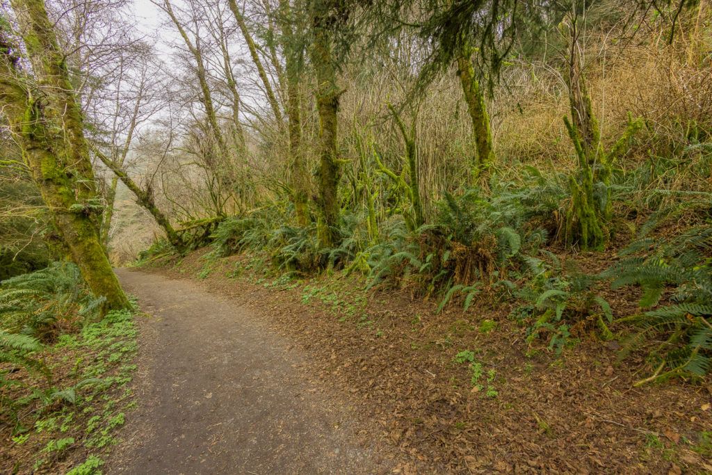 fern-canyon-inside-prairie-creek-redwoods-state-park-019