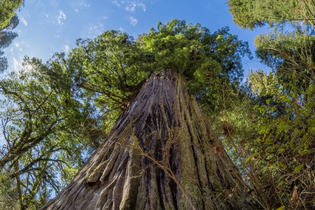 big-tree-wayside-002