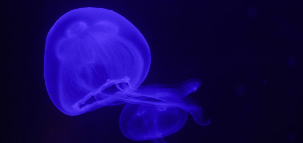 central-coast-aquarium-004