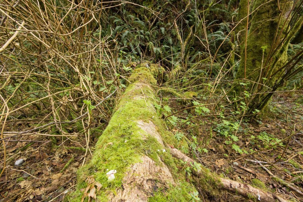 fern-canyon-inside-prairie-creek-redwoods-state-park-021