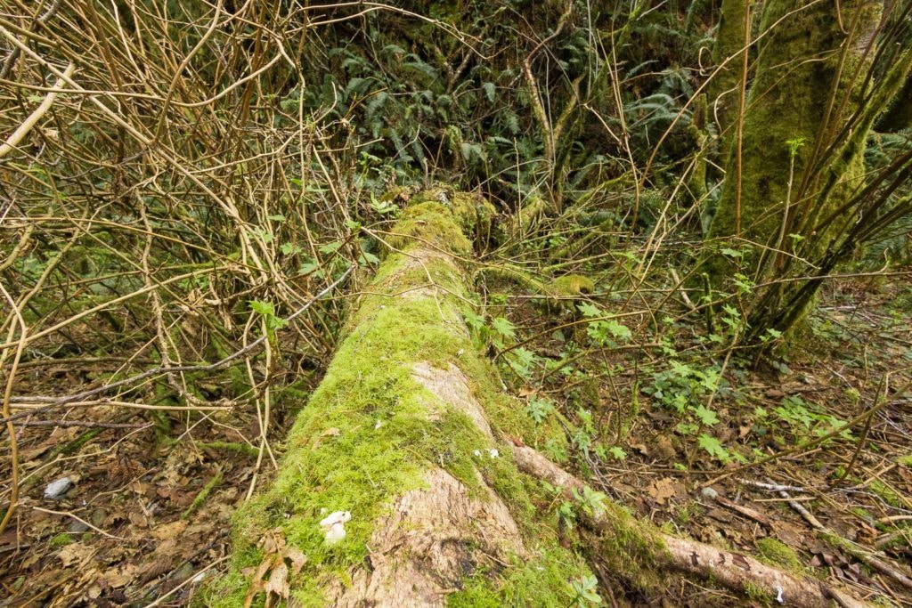 fern-canyon-inside-prairie-creek-redwoods-state-park-021