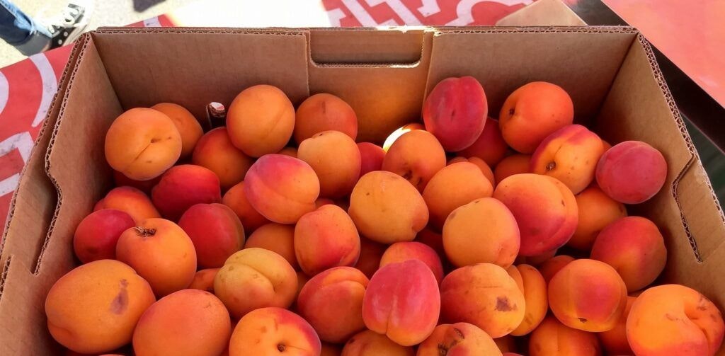 cannon-beach-farmers-market-004