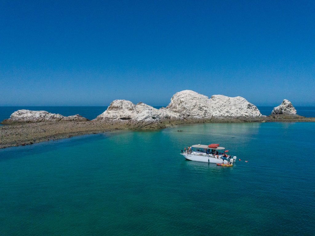 bird-island-isla-san-jorge-006
