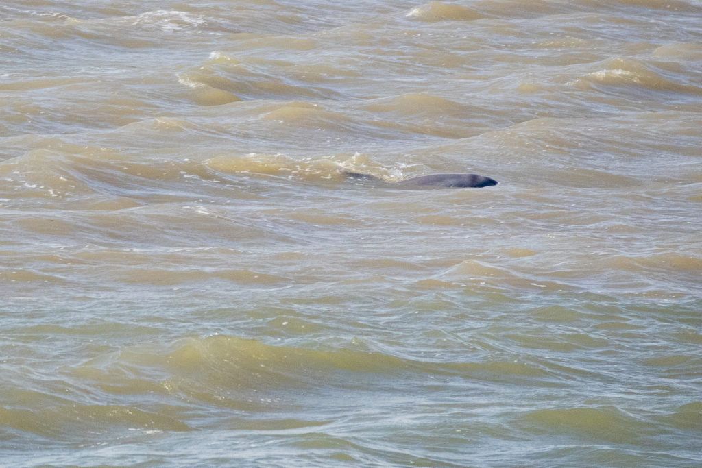 east-end-lagoon-nature-preserve-galveston-018