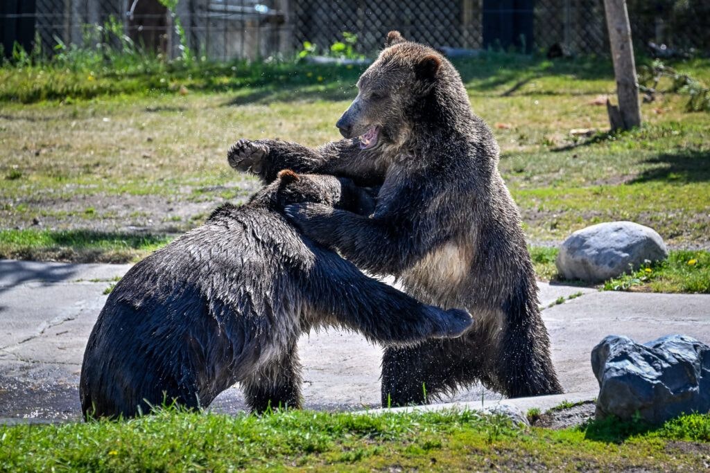 grizzly-and-wolf-discovery-center-002