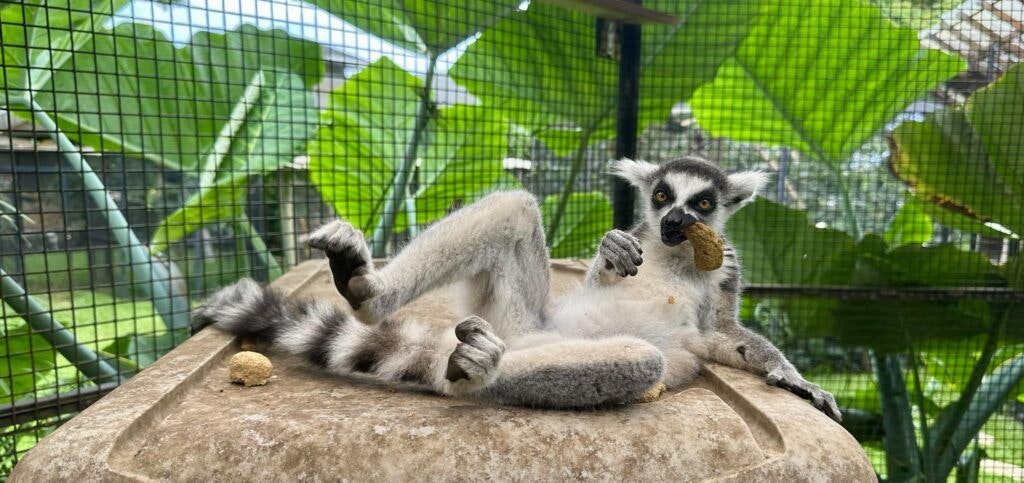 three-ring-ranch-exotic-animal-sanctuary-002