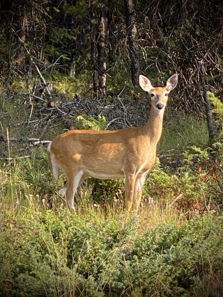 flathead-national-forest-002