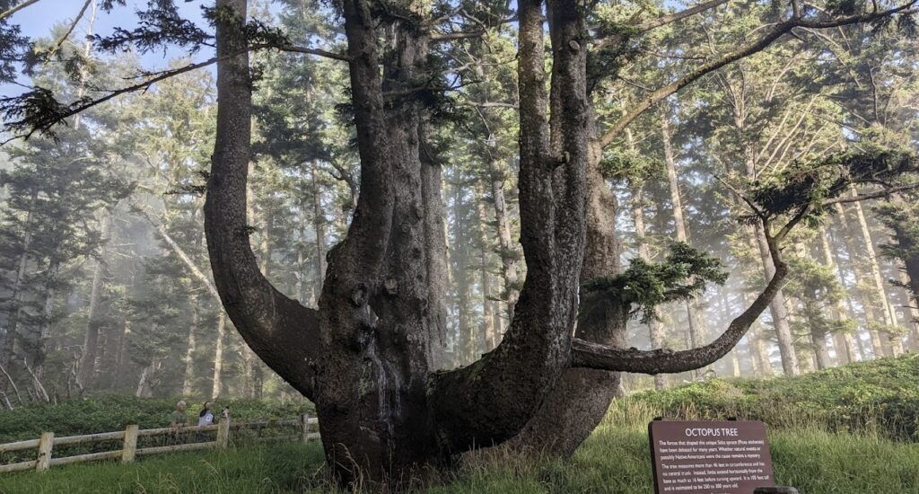 three-capes-scenic-loop-004