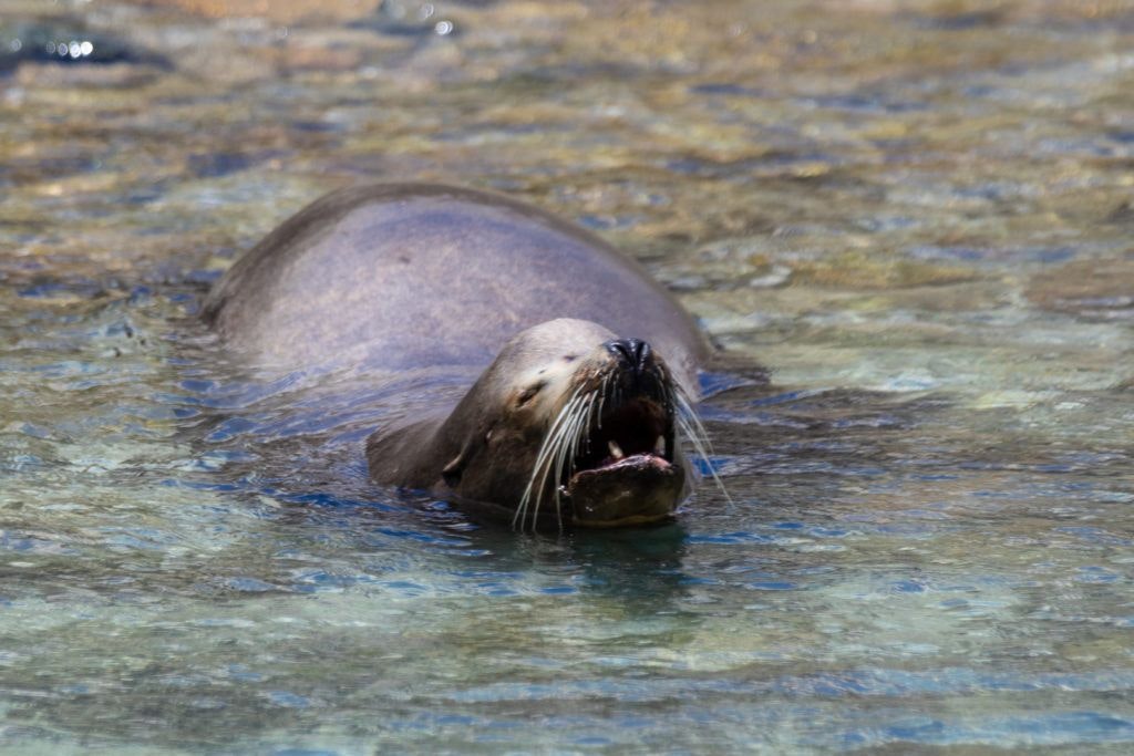 bird-island-isla-san-jorge-029