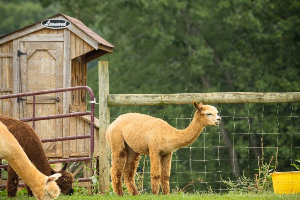 smith-mountain-lake-farm-alpacas-013