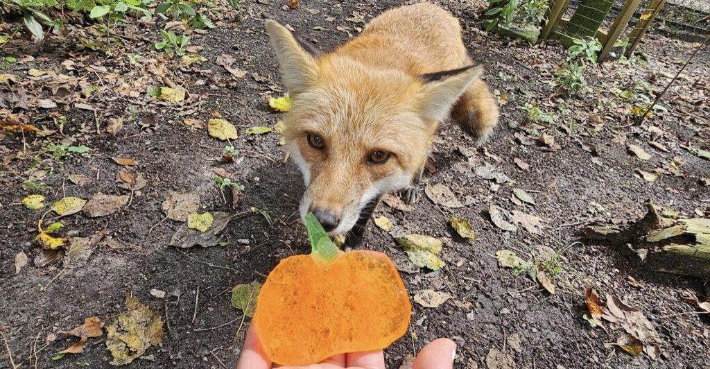 magnolia-plantation-and-gardens-004