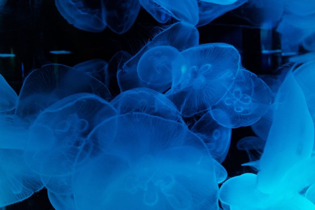 moody-gardens-pyramids-040