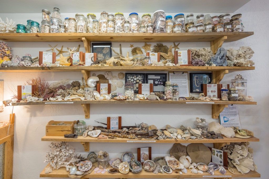 the-seashell-museum-and-sea-debris-shop-004
