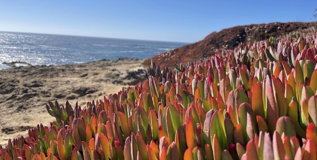 mendocino-headlands-state-park-002