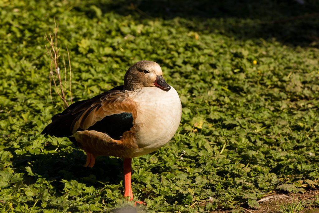 sequoia-park-zoo-and-redwood-sky-walk-007