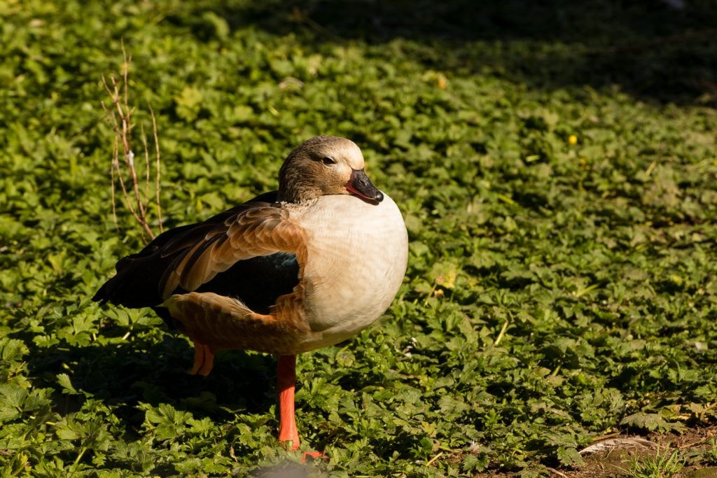 sequoia-park-zoo-and-redwood-sky-walk-007