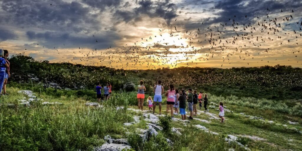 Frio Bat Flight Tours