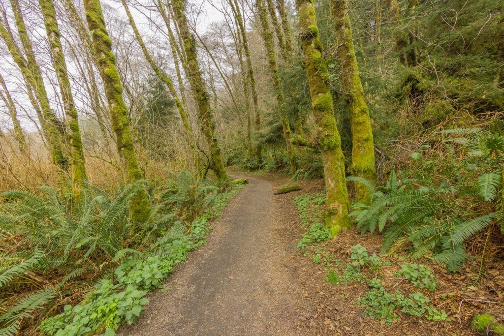 fern-canyon-inside-prairie-creek-redwoods-state-park-018
