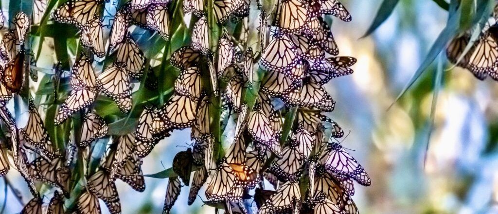 monarch-butterfly-grove-004