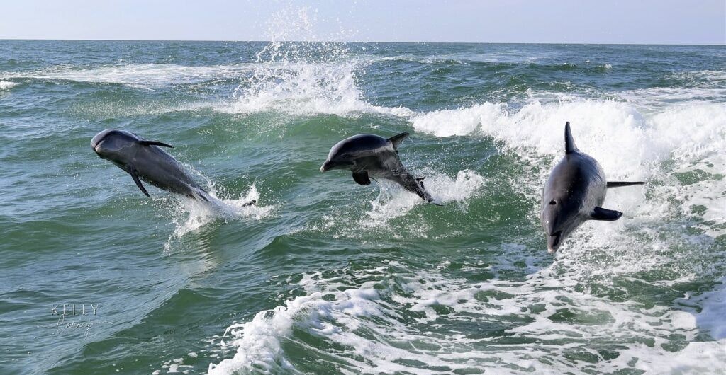 clearwater-beach-004