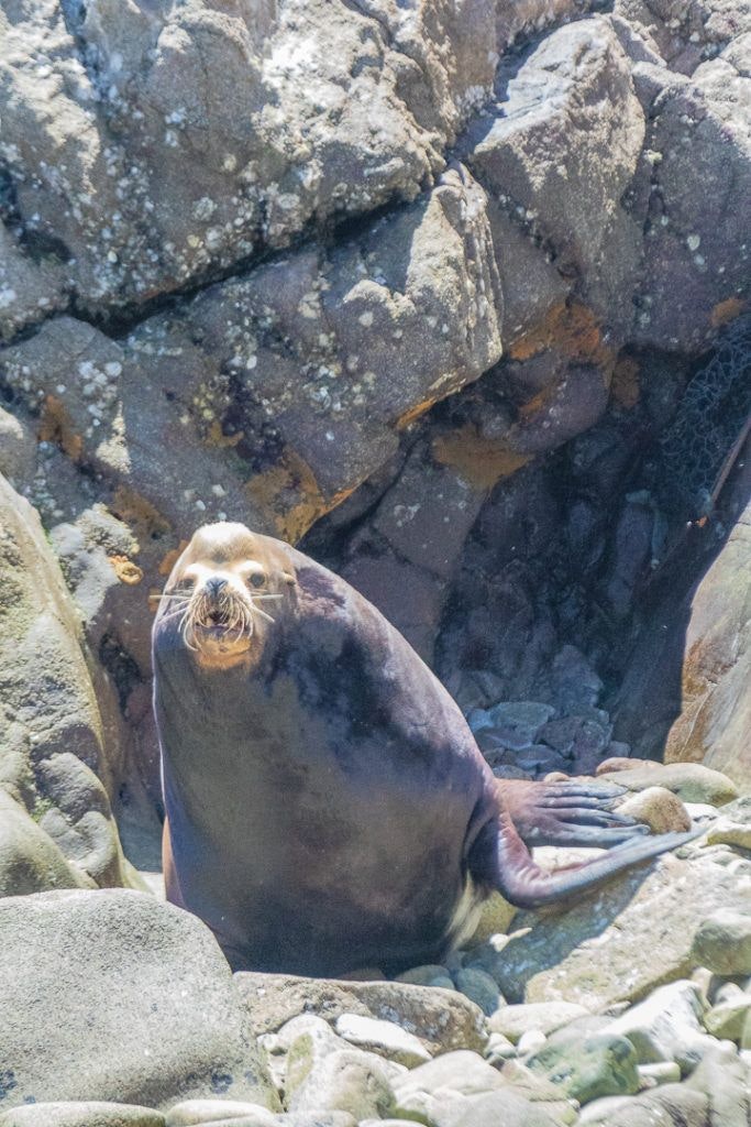 bird-island-isla-san-jorge-034